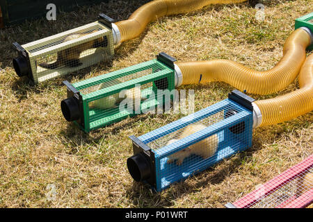 Les furets dans leurs stalles de départ pour une course de furets au show the Vernon, West Yorkshire, en 2017. Banque D'Images