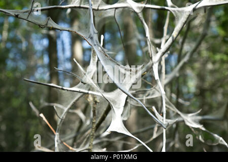 Insectes sur l'arbre Banque D'Images