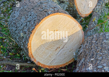 Log étendue sur le sol couvert de lichens et avec les anneaux de croissance visibles Banque D'Images