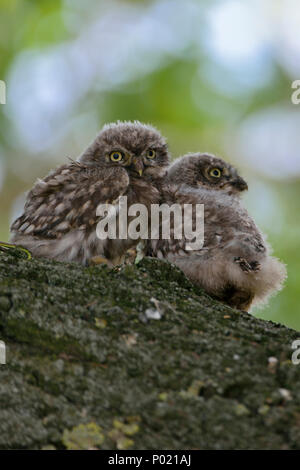 Petit hibou / Steinkauz ( Athene noctua ), les petits, les jeunes poussins, presque, à part entière, perché dans un vieux saule, la faune, l'Europe. Banque D'Images