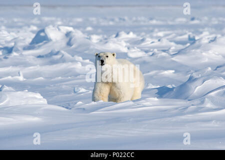 L'ours polaire (Ursus maritimus, synonyme Thalarctos maritimus), le territoire du Nunavut, Canada Banque D'Images