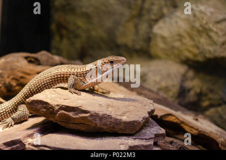 Soudan lézard plaqué (Gerrhosaurus major) assis sur une pierre. Banque D'Images