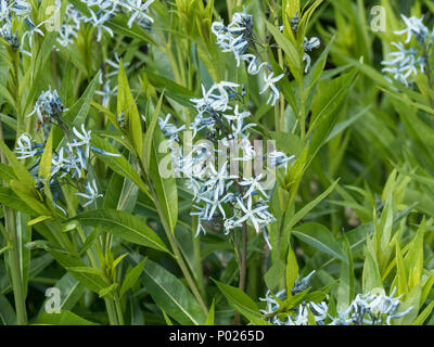 Un bouquet d'Amsonia tabernaemontana montrant l'étoile bleu ciel comme des fleurs Banque D'Images