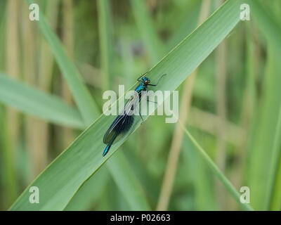 Un gros plan d'un mâle bagué demoiselle demoiselle fly reposant sur une feuille Banque D'Images