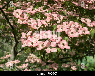 La coquille des fleurs roses de Cornus kousa Satomi Miss Banque D'Images