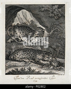 . Deux tigres dans un paysage montagneux, l'un est en train de dévorer sa proie pendant que l'autre se repose sur un rocher. Gravure par J. E. Ridinger. Collections iconographiques Mots-clés : Johann Elias Ridinger . Ein den verzehrender Raub Tiger 24 Deux tigres dans un paysage montagneux, l'un est en train de dévorer ses Wellcome V0021053ER Banque D'Images