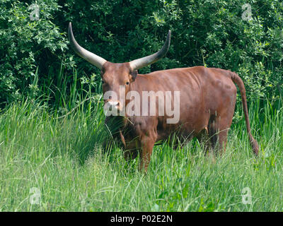 Bovins Ankole Bos taurus taureau race de bovins domestiqués Banque D'Images