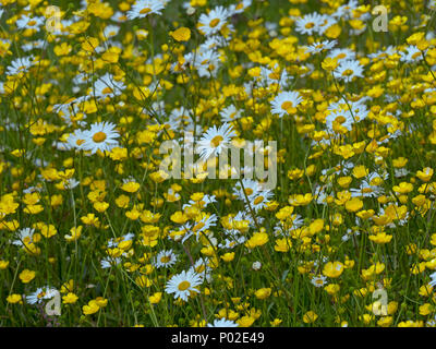 Ox-eye Tribunes Leucanthemum vulgare à Meadow Banque D'Images