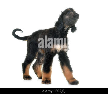 Chiot lévrier afghan in front of white background Banque D'Images