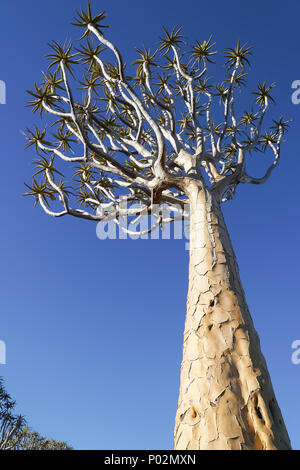 Je suis intéressé à partir sous des paysages forestiers Quiver Tree à Keetmanshoop (Namibie) Banque D'Images