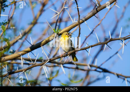 Le sud de Masked Weaver femelle avec de bec perché entre épines sur acacia tree branch. Banque D'Images