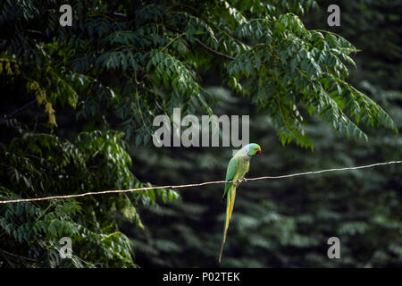 Perroquet indien sur un fil, à ma maison. Les perroquets sont également connus sous le nom de Parakeets. Banque D'Images