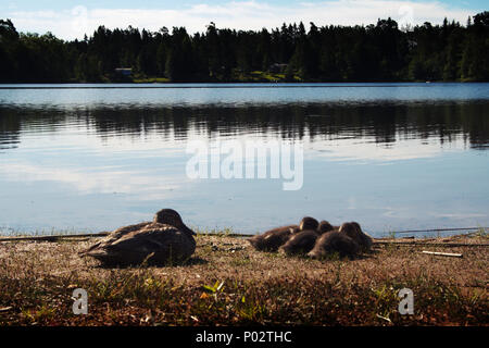 Une Maman canard et ses frères et soeurs sont en appui sur le bord d'un petit lac. Banque D'Images