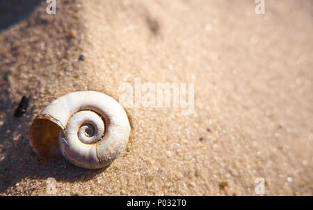 Coquille d'escargot sur un sable close up. Fond d'été Banque D'Images