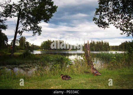 Une Maman canard et ses canetons sont à flâner dans l'herbe à côté de l'étang. Banque D'Images