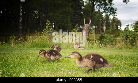 Une Maman canard et ses canetons sont à flâner dans l'herbe à côté de l'étang. Banque D'Images