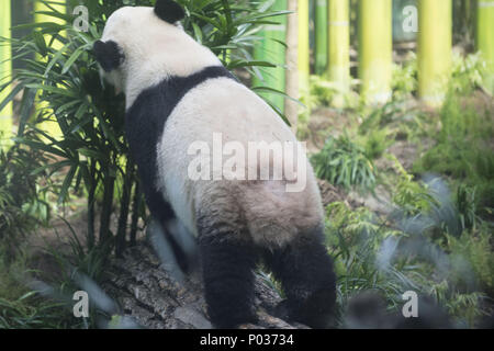 Da Mao (hommes : sens douceur double) grand panda sur l'aire de jeux au Zoo de Calgary. Le Zoo de Calgary journalistes invités à se joindre à la célébration de l'arrivée de la panda géant Ji Li et Er Shun. Panda géant la pièce s'ouvre au public le 7 mai 2018. Comprend : Jia Panpan Où : Calgary, Alberta, Canada Quand : 07 mai 2018 Source : WENN.com Banque D'Images