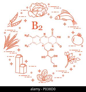 Les aliments riches en vitamine B2. Le chou, poisson, tomate, dog rose, épinards, lait, Blé, pois. Illustration de Vecteur