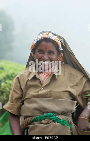 Plateau féminin travailleur sur le Kolukkumalai de thé, Munnar, Kerala, Inde. Banque D'Images