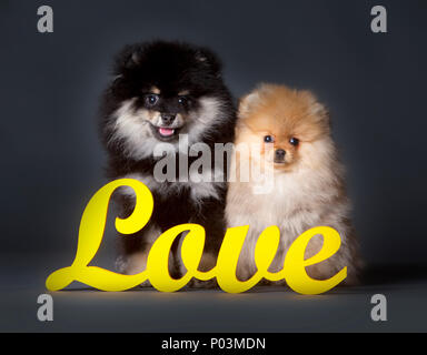 Deux chiens Pomeranian en studio avec des lettres d'amour et fond gris Banque D'Images