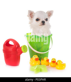 Chiot chihuahua en holidays in front of white background Banque D'Images