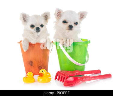 Les Chihuahuas en vacances in front of white background Banque D'Images