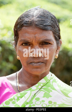 Plateau féminin travailleur sur le Kolukkumalai de thé, Munnar, Kerala, Inde. Banque D'Images