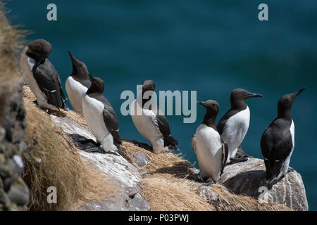 Les Guillemots à Fowlsheugh réserve naturelle, l'Aberdeenshire, en Écosse. Banque D'Images