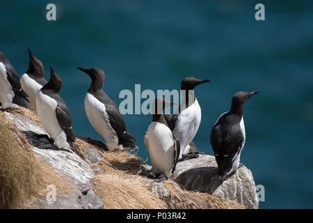 Les Guillemots à Fowlsheugh réserve naturelle, l'Aberdeenshire, en Écosse. Banque D'Images