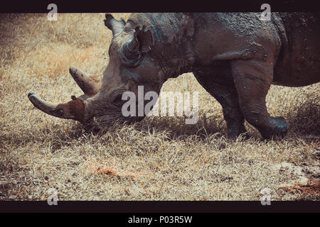 Un rhinocéros noir apprivoisé qui s'engage avec les gens à l'ol pejeta Conservancy. Son nom est Baraka et il a perdu la vue en raison des combats et de la cataracte. Banque D'Images