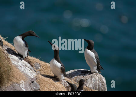 Les Guillemots à Fowlsheugh réserve naturelle, l'Aberdeenshire, en Écosse. Banque D'Images