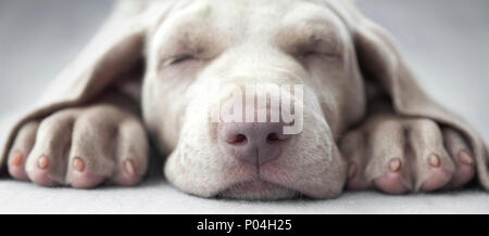 Petit chien chiot weimar en sommeil avant de l'appareil photo Banque D'Images