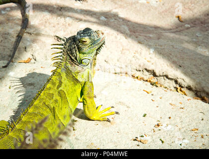 tête iguana de couleur verte commune relevée, en appréciant le soleil lui-même. Banque D'Images