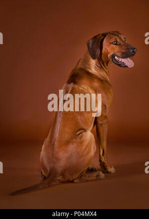 Le Rhodesian Ridgeback portrait Banque D'Images