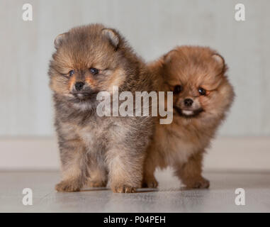 Deux chiots pomeranian frères ou sœurs dans un fond de bois Banque D'Images