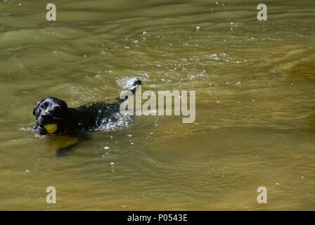 Un chien de nager dans une rivière à Box Hill à Dorking, Surrey Banque D'Images