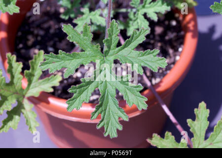 Voir de jeunes feuilles d'herbe rose géranium Banque D'Images