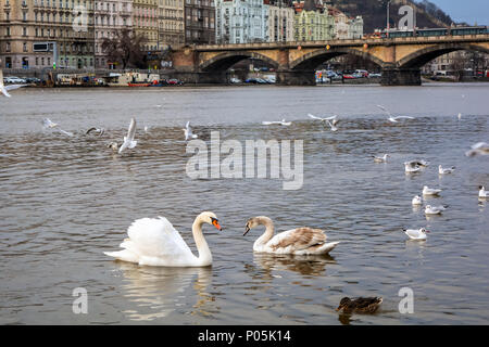 Cygnes, canards et les mouettes qui flotte sur la rivière Vltava à Prague Banque D'Images