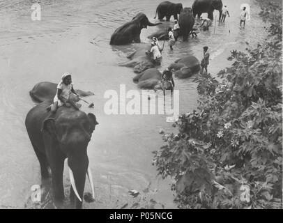 Titre original : ELEPHANT À PIED. Titre en anglais : ELEPHANT À PIED. Film Réalisateur : William DIETERLE. Année : 1954. Credit : PARAMOUNT PICTURES / Album Banque D'Images