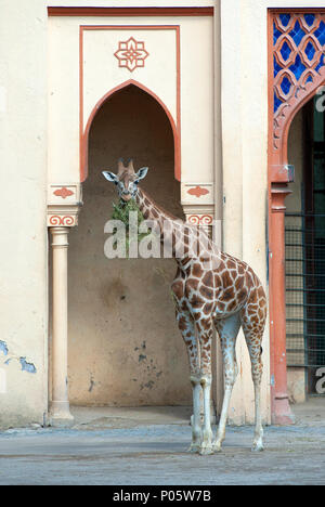 Girafe, Giraffa camelopardalis, Bioparco, Rome, Latium, Italie Banque D'Images