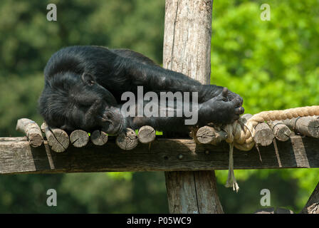 Chimpanzé (Pan troglodytes), Bioparco, Rome, Latium, Italie Banque D'Images