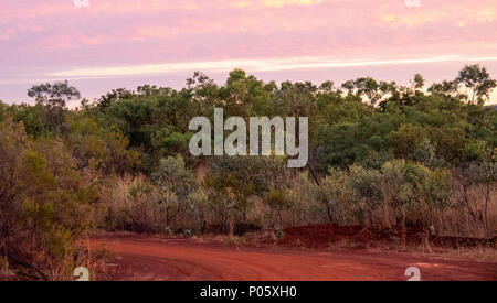 Défi 2018 Gibb pindan route de terre Gibb River Road et d'eucalyptus gum trees en savane boisée au lever du soleil. L'Australie Kimberley WA Banque D'Images