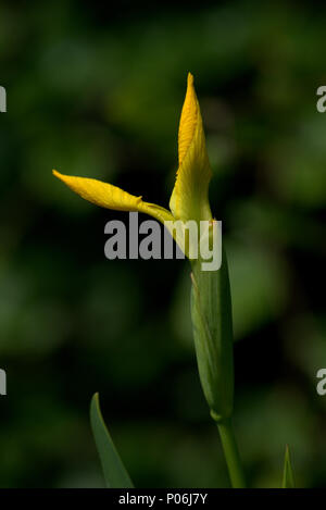 Iris jaune bud Banque D'Images