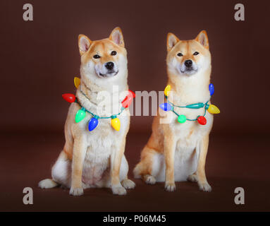 Deux Shiba Inu avec lumière de noël en fond brun Banque D'Images