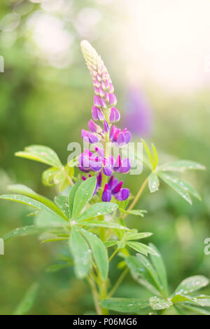 Lupin mauve fleur avec goutte d'eau sur une feuille après la pluie et le soleil qui brille à l'arrière-plan Banque D'Images