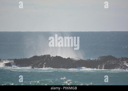 Des jets de mer explosent et montent dans l'air dans un ruisseau vertical au-dessus des rochers près de Sawtell NSW Banque D'Images