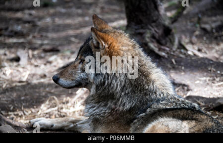 Wolf (Canis lupus), assis paisiblement dans une clairière des bois Banque D'Images