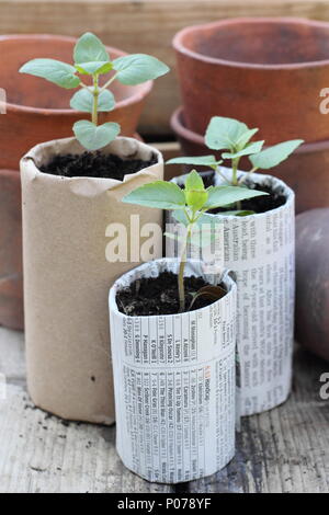 Jardinage en plastique. Vieux pots en argile, des plateaux de semences et plants de pots de papier utilisé pour réduire l'utilisation de plastique dans le jardin, Angleterre, Royaume-Uni Banque D'Images