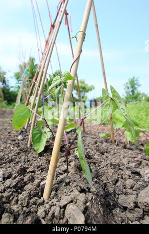 Phaseolus coccineus. Les jeunes plantes haricot grimpant sur le cadre de support de canne en anglais cuisine jardin, UK Banque D'Images