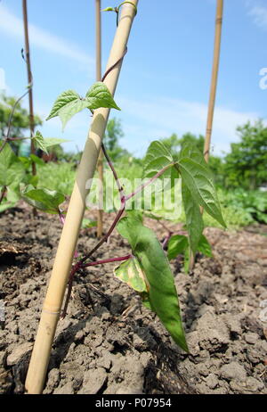 Phaseolus coccineus. Les jeunes plantes haricot grimpant sur le cadre de support de canne en anglais cuisine jardin, UK Banque D'Images